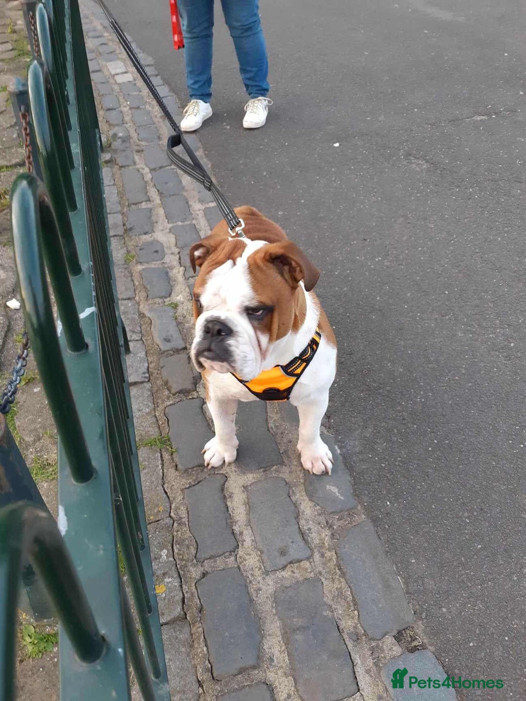 English Bulldog dogs for stud: Handsome Winston KC REG For Stud Duties - Image 3