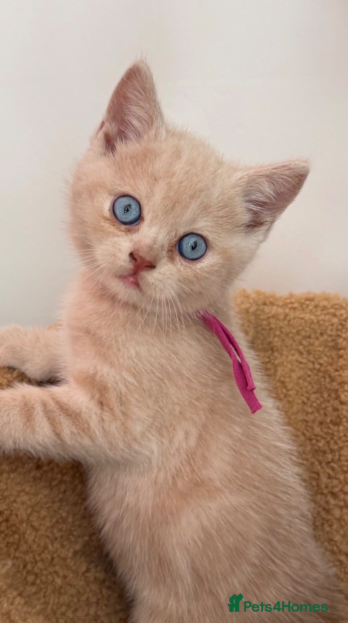 British Shorthair cats Sought after cream kittens - Advert 1