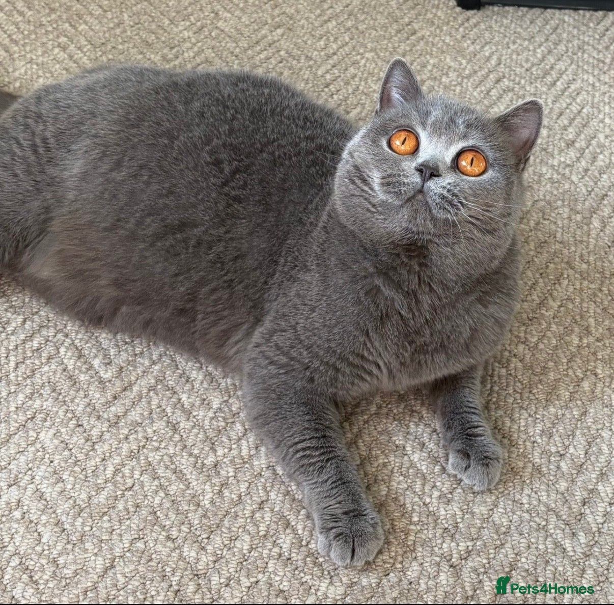 British Shorthair cats Beautiful blue adult girl  - Advert 9