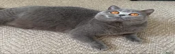 British Shorthair cats for sale: Beautiful blue adult girl  - Advert 2