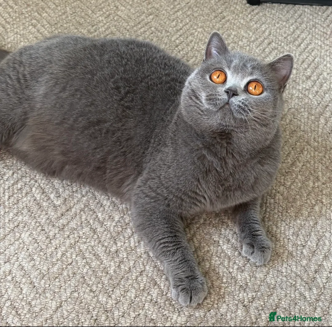 British Shorthair cats for sale: Beautiful blue adult girl  - Advert 2