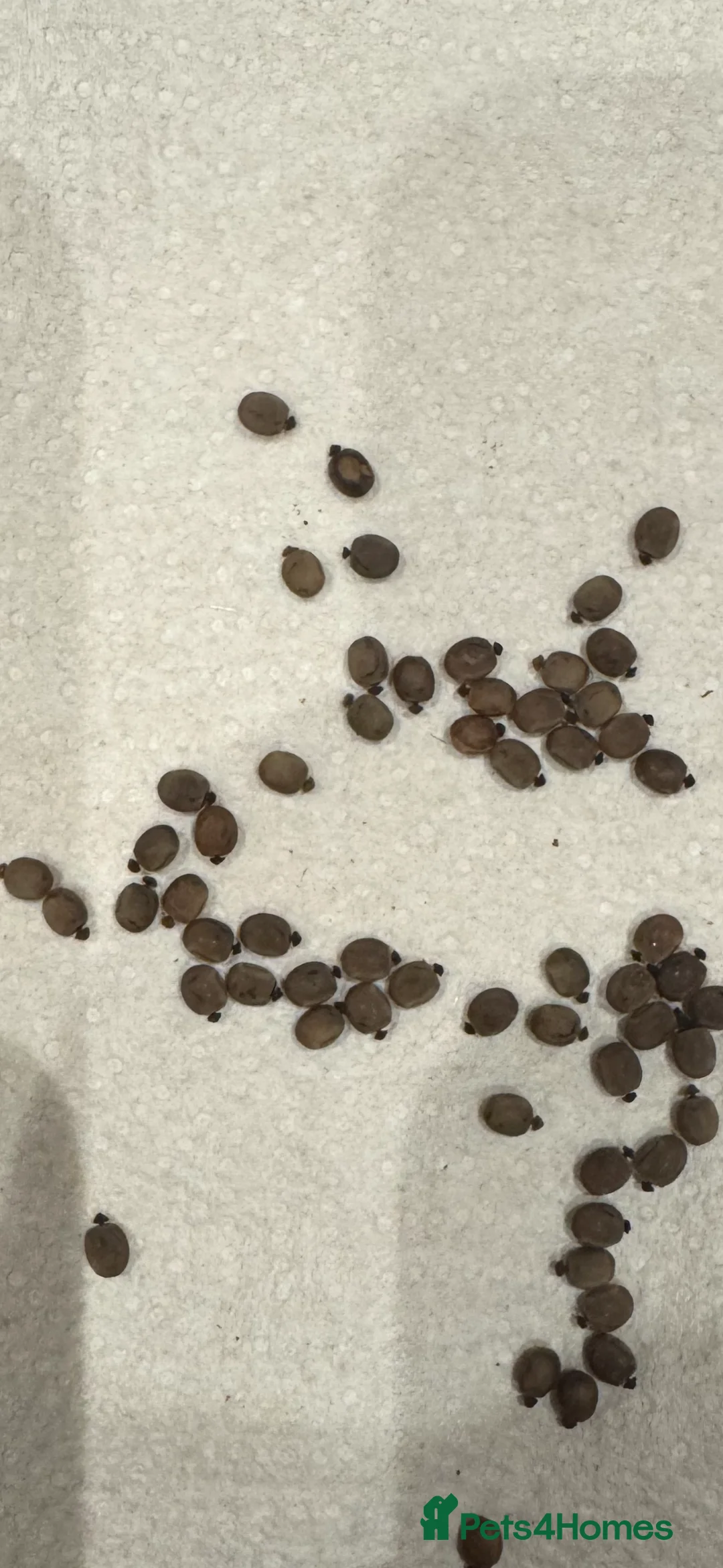 Stick Insects invertebrates for sale: Phryganistria heusii yentuensis EGGS in London - Advert 4