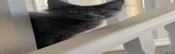Maine Coon cats for sale: GCCF/Russian Champions BLUE SMOKE Kitten - Advert 4