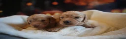 Miniature Dachshund dogs for sale: Beautiful cream mini longs, IVDD Screened parents  - Advert 9