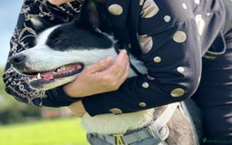 Mixed Breed dogs for sale: Lili  - Image 2