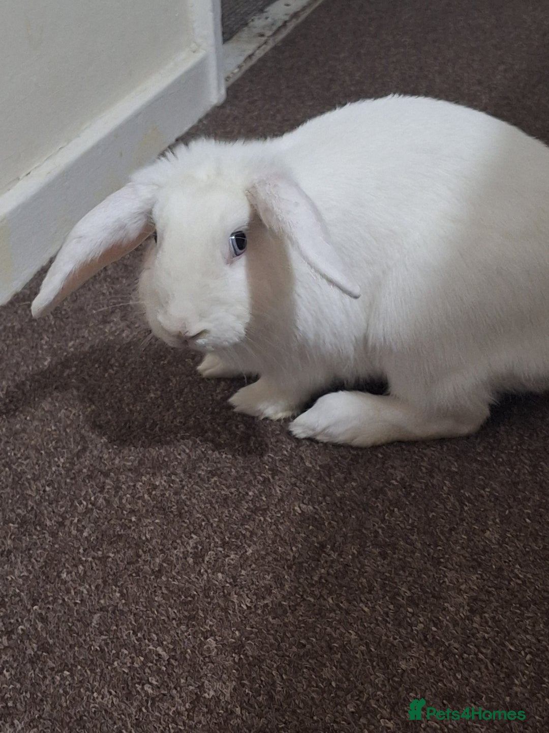English Lop rabbits for sale: Female white french lop - Advert 4