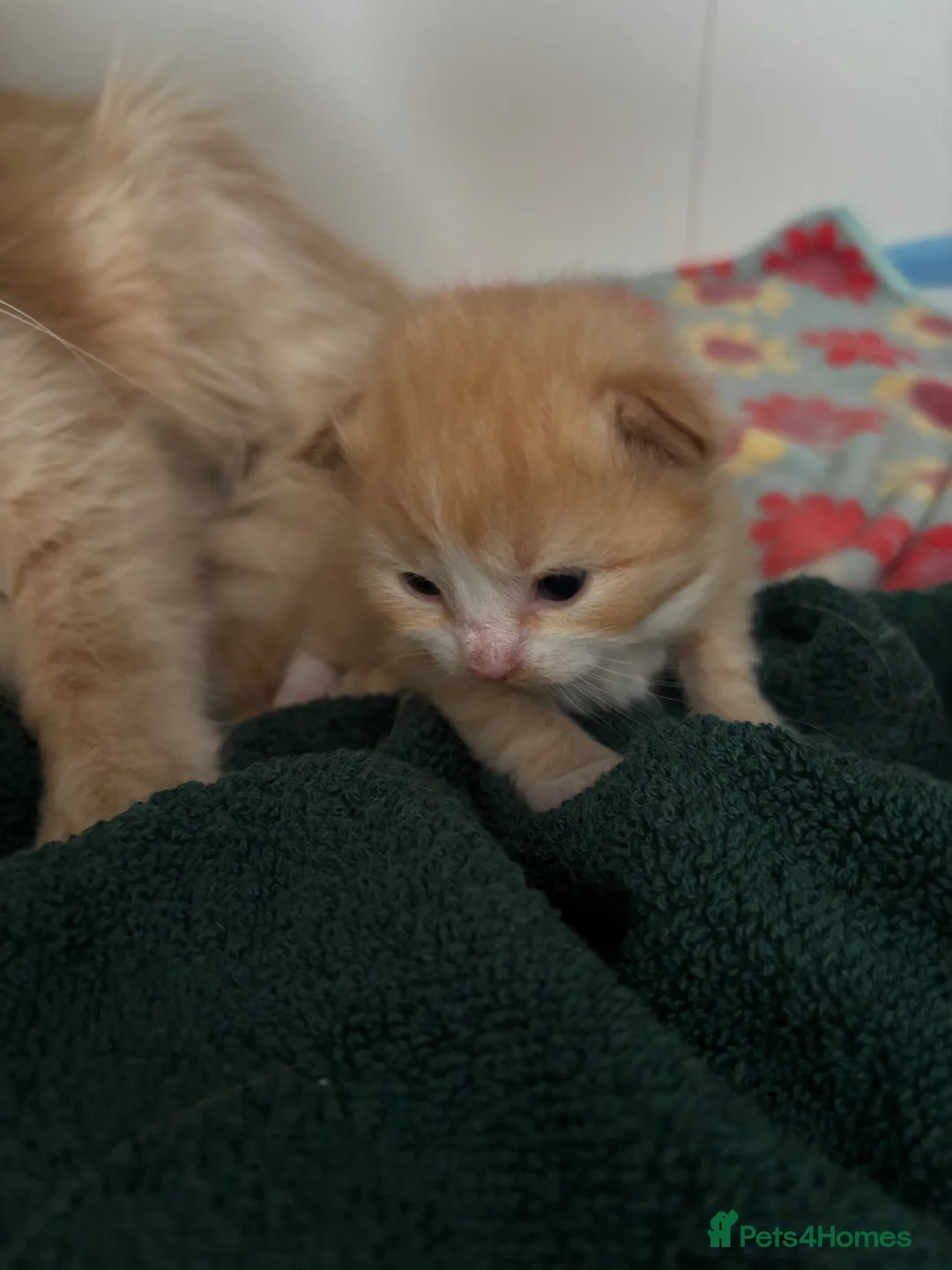 Siberian cats for sale: Two Siberian kittens - Advert 5