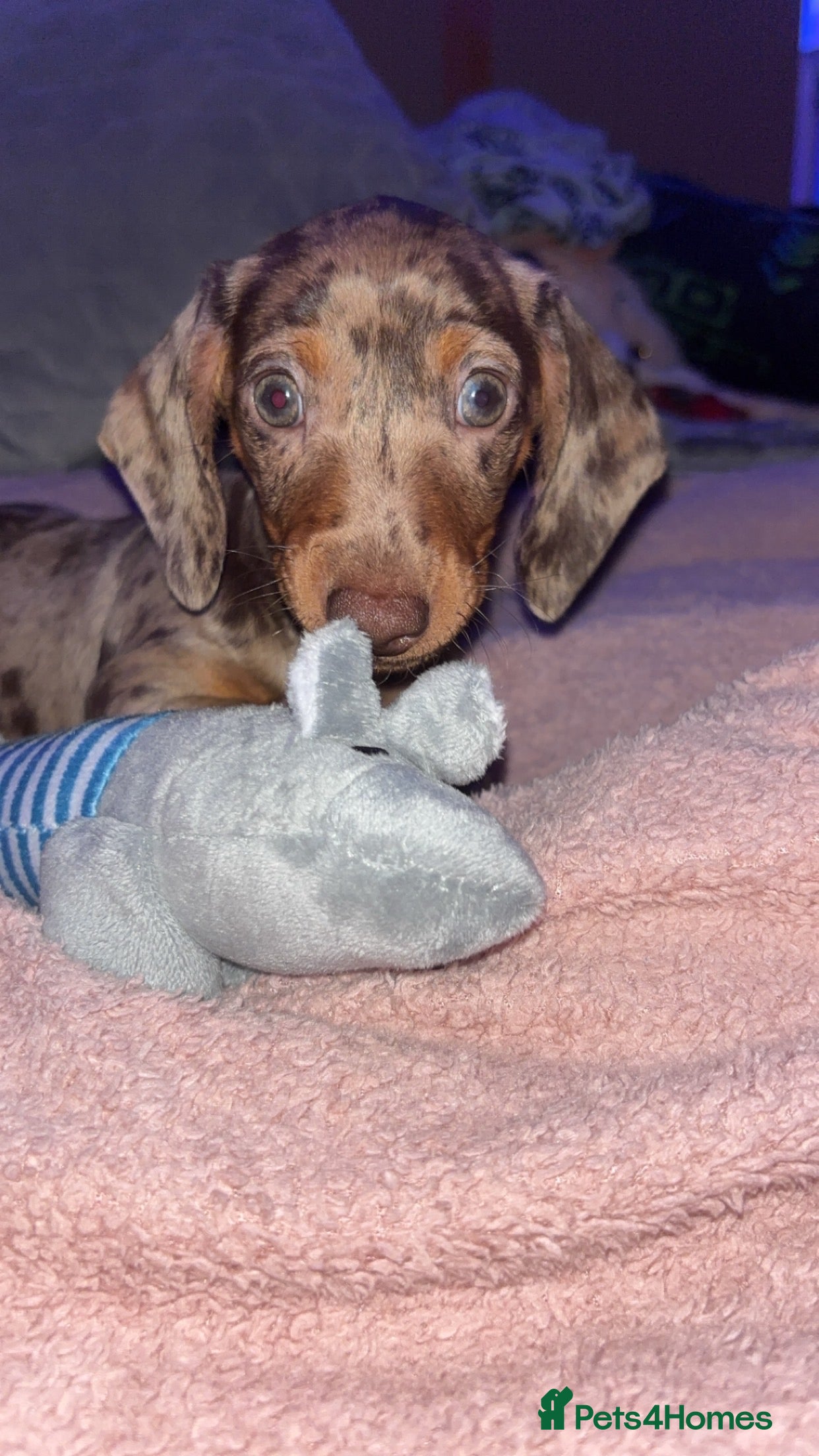 Miniature Dachshund dogs Beautiful mini dachshund girl  - Advert 1