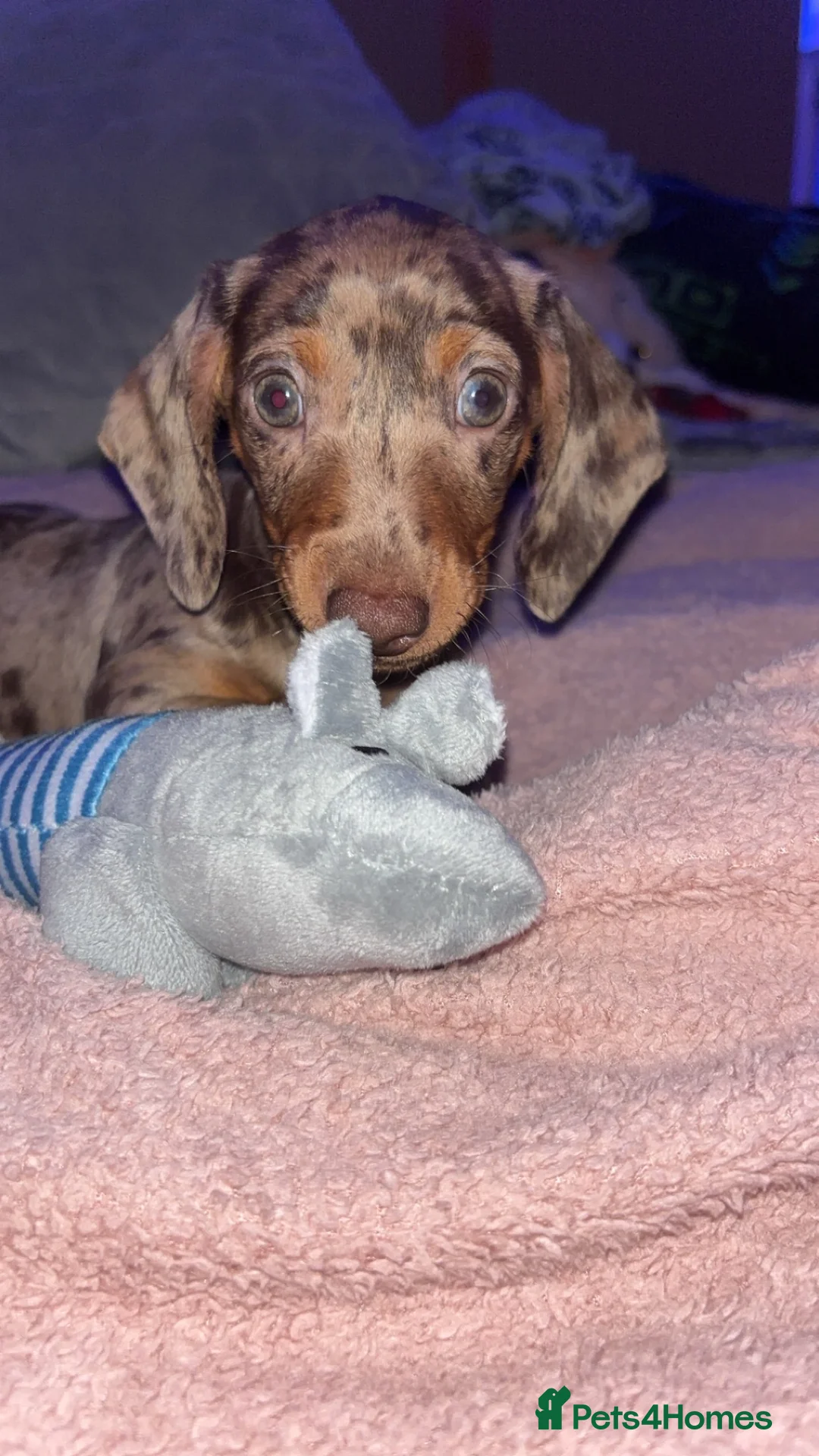 Miniature Dachshund dogs for sale: Beautiful mini dachshund girl  - Advert 1