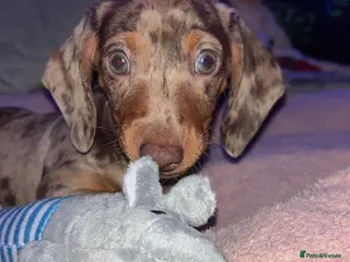 Miniature Dachshund dogs Beautiful mini dachshund girl - Advert 1