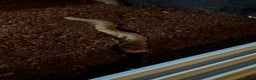 Snake reptiles for sale: African Egg-eating Snake & Whole Set-Up - Advert 6