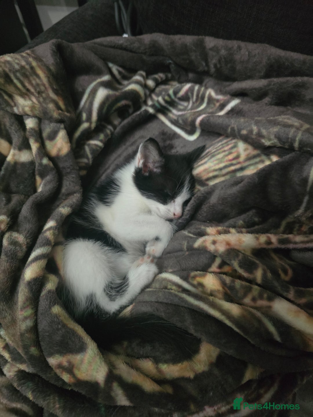 Mixed Breed cats for sale: Kitten  - Image 5
