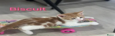 Biscuit