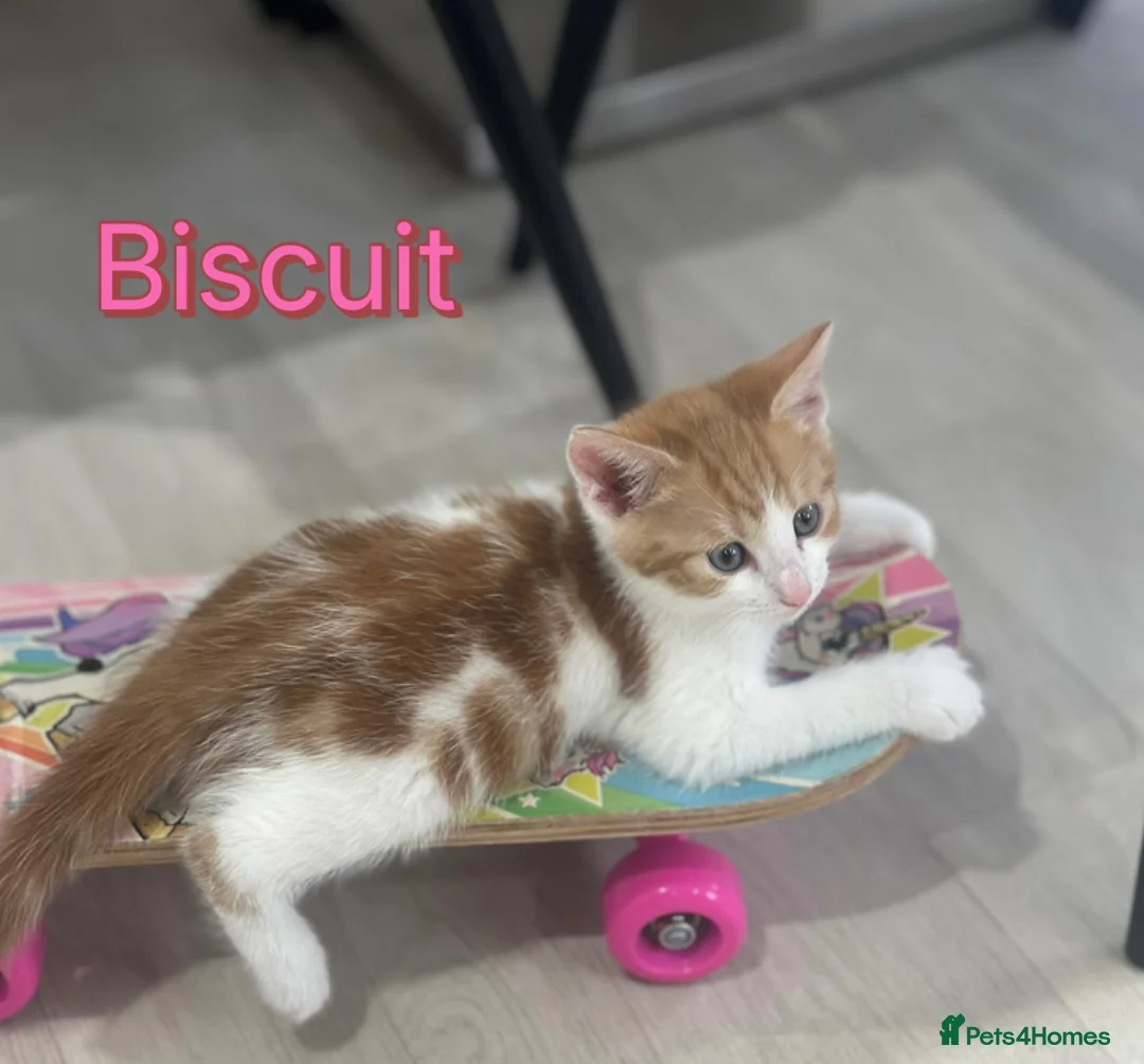Mixed Breed cats for sale: Gorgeous, playful kittens for sale - Advert 2