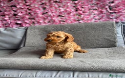 Cockapoo dogs for sale: BEAUTIFUL COCKAPOOS READY NOW! - Image 3