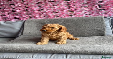 Cockapoo dogs - Advert 9