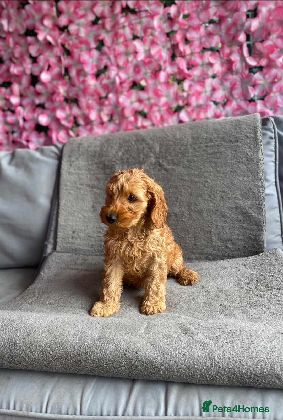 Cockapoo dogs for sale: BEAUTIFUL COCKAPOOS READY NOW! - Image 3