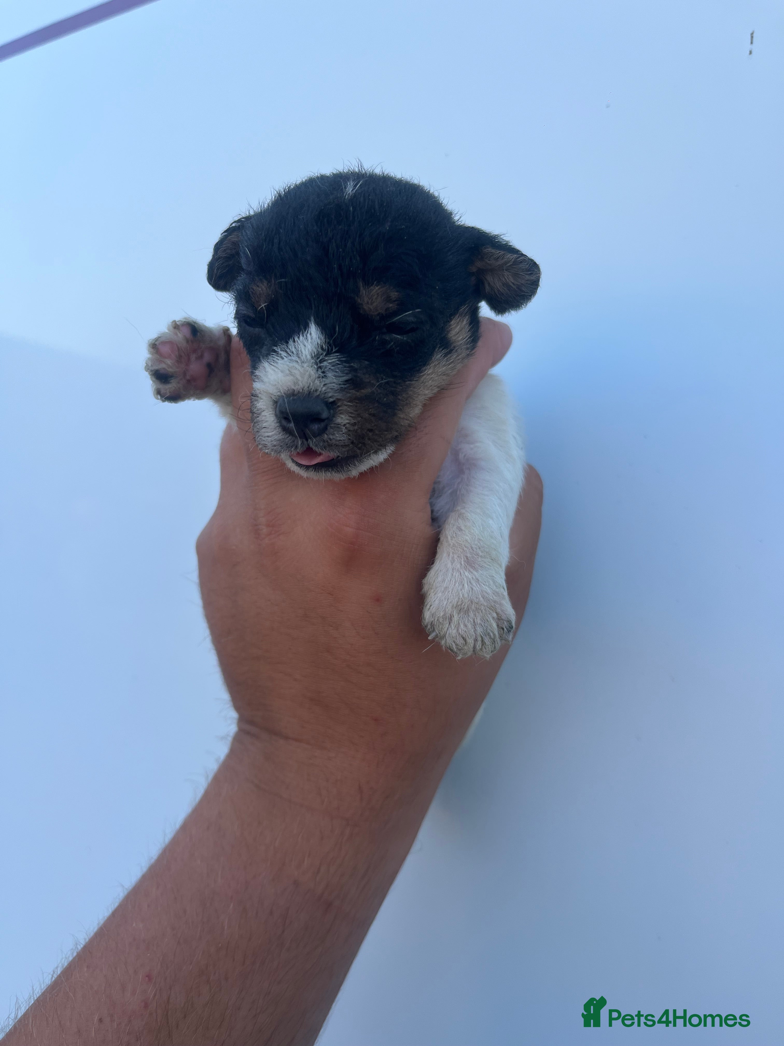 Jack Russell dogs 5 adorable Jack Russell puppies 🐶❤️ - Advert 2