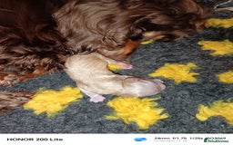 Cocker Spaniel dogs for sale: Cocker Spaniel puppies  - Image 17