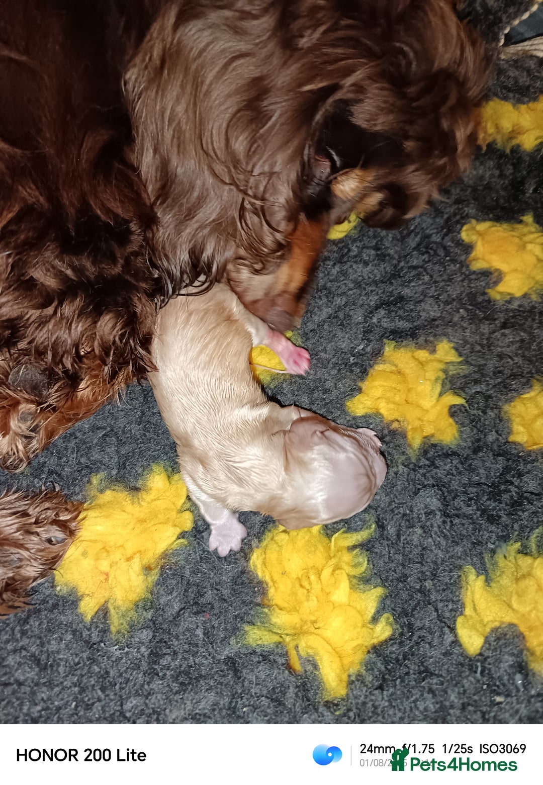 Cocker Spaniel dogs for sale: Cocker Spaniel puppies  - Image 17
