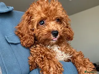 Maltipoo dogs Lovely asian boy maltipoo - Advert 5