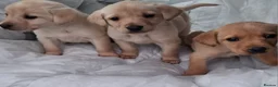 Labrador Retriever dogs for sale: Labrador puppies - Advert 2
