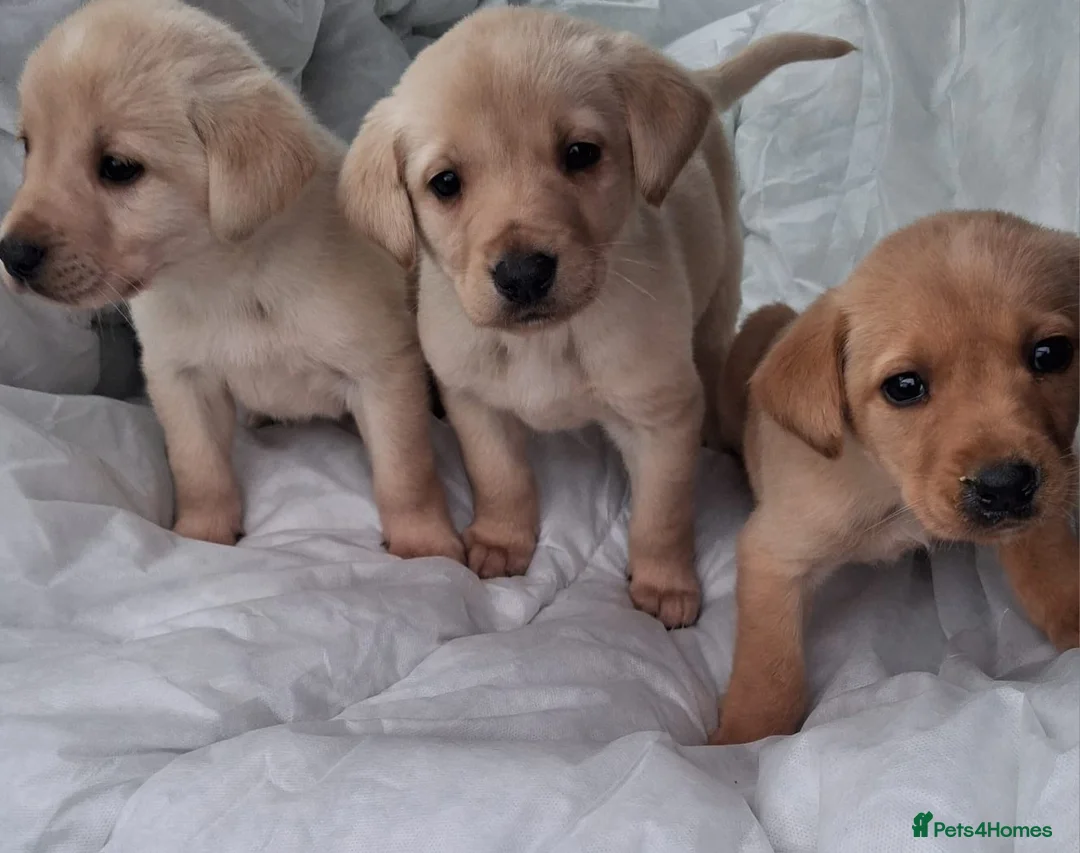 Labrador Retriever dogs for sale: Labrador puppies - Advert 2