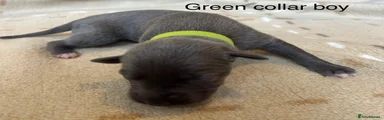 Green collar boy 