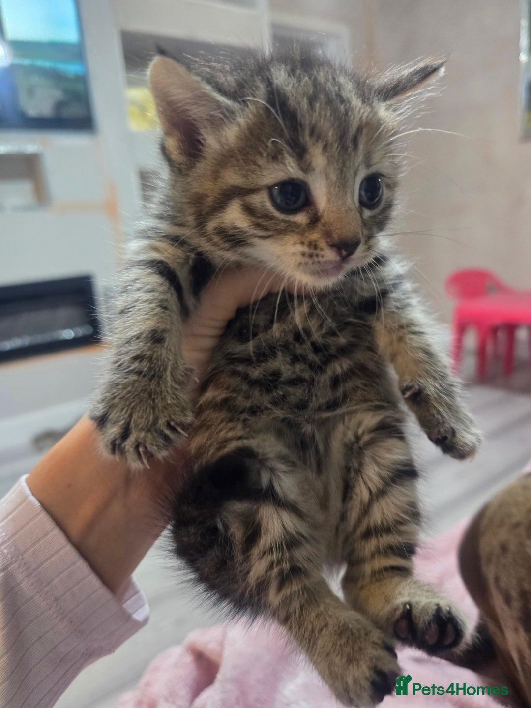 Mixed Breed cats for sale: Kittens  - Image 9