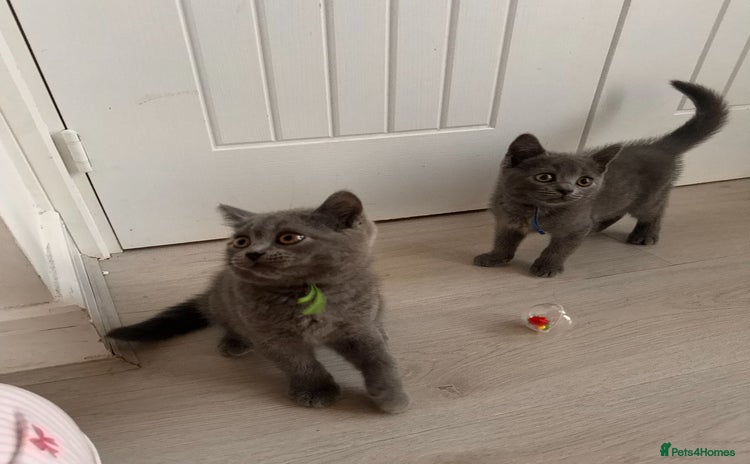 British Shorthair cats - Advert 3