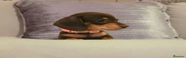 Miniature Dachshund 3