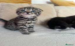 Mixed Breed cats for sale: Scottish fold mixed breed - Image 10