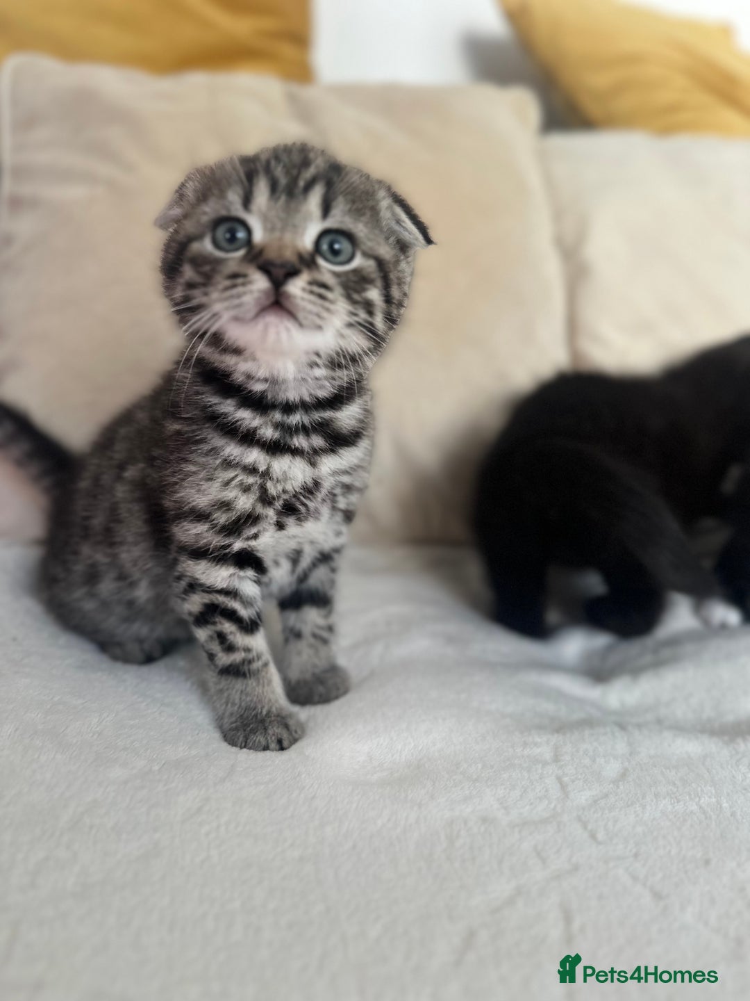 Mixed Breed cats for sale: Scottish fold mixed breed - Image 10