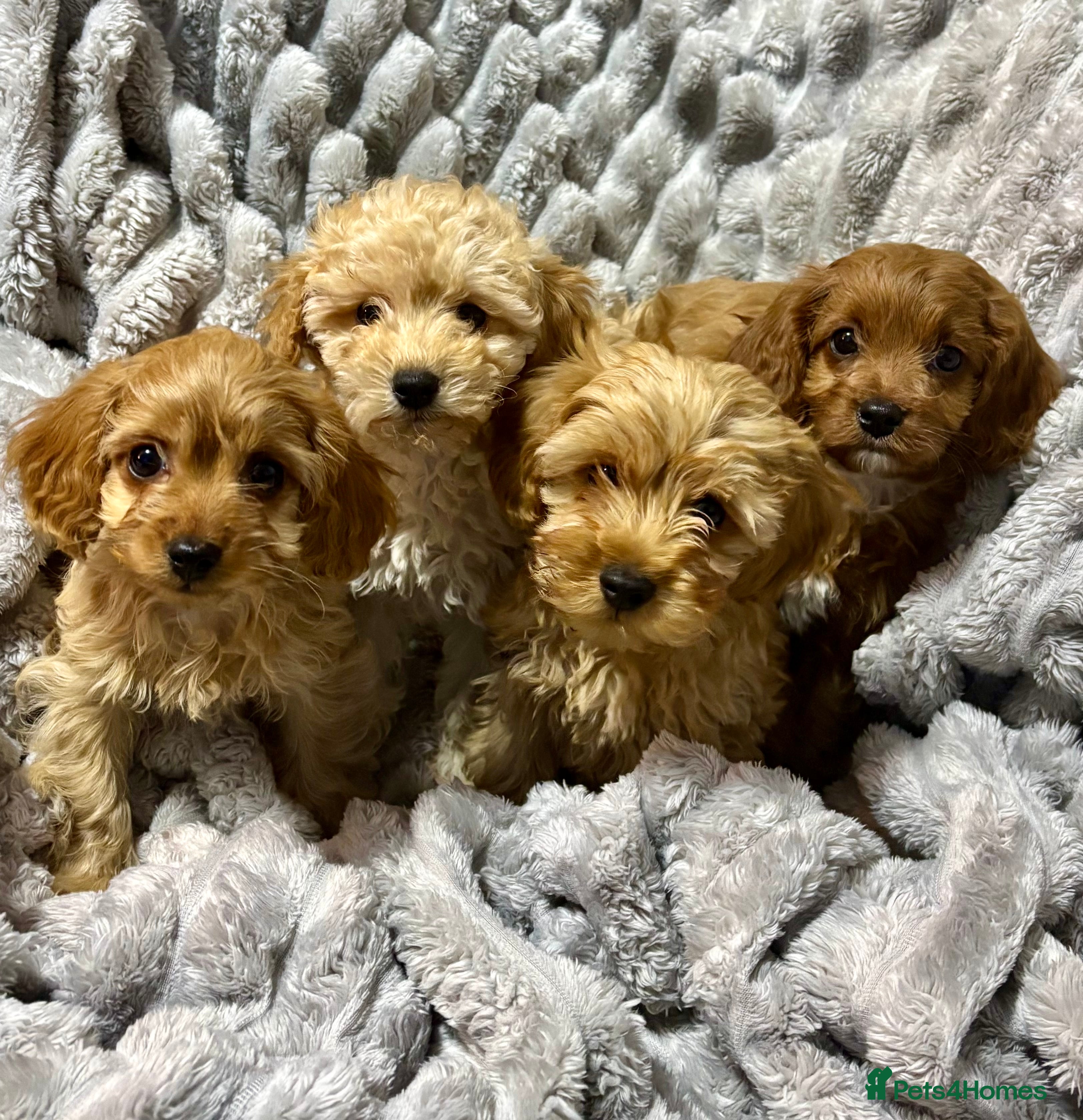 Cavapoo dogs Gorgeous F1 Cavapoo pups, health tested🐾 - Advert 1