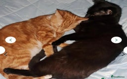 Mixed Breed cats for sale: Rehoming gizmo and ash  - Image 13