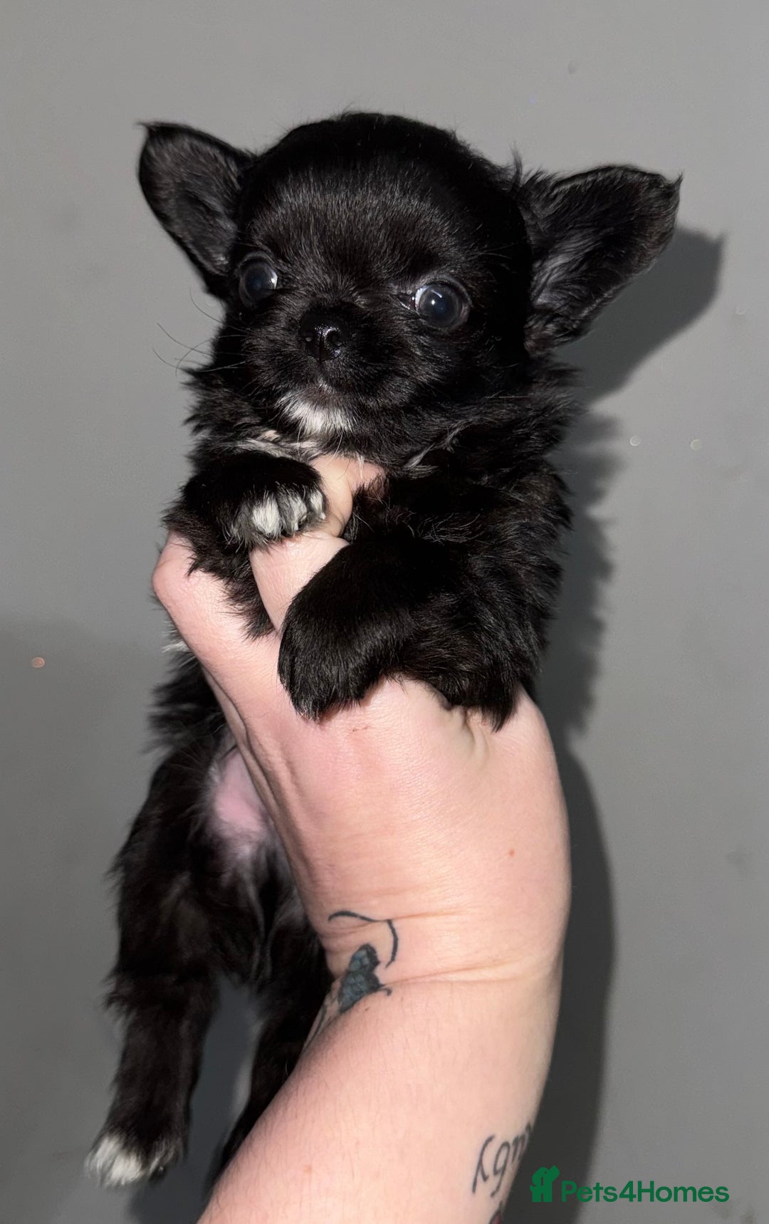 Chihuahua dogs for sale: Long coat Chihuahua puppies - Image 13