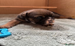 English Bulldog dogs for sale: Ready to go English bulldog puppies - Image 1