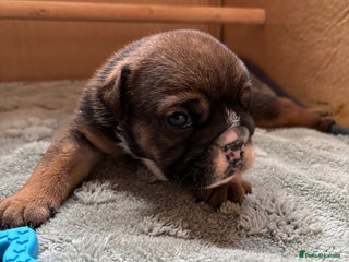 English Bulldog dogs - Advert 7