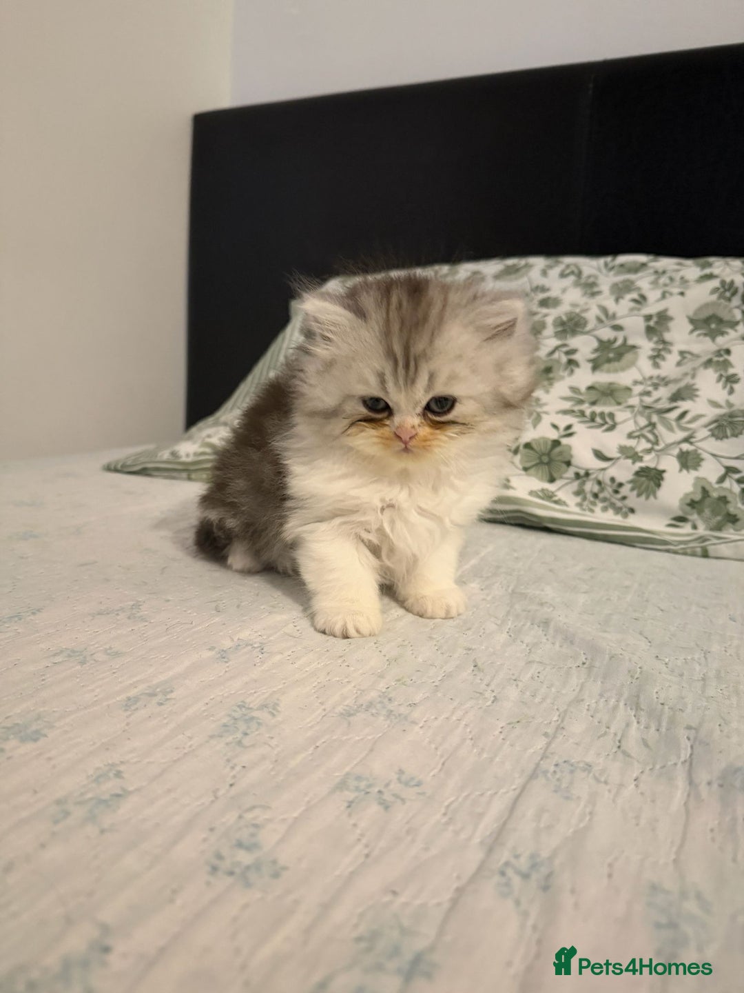 Persian cats for sale: Persian kittens, 3 boys and 1 girl - Advert 3