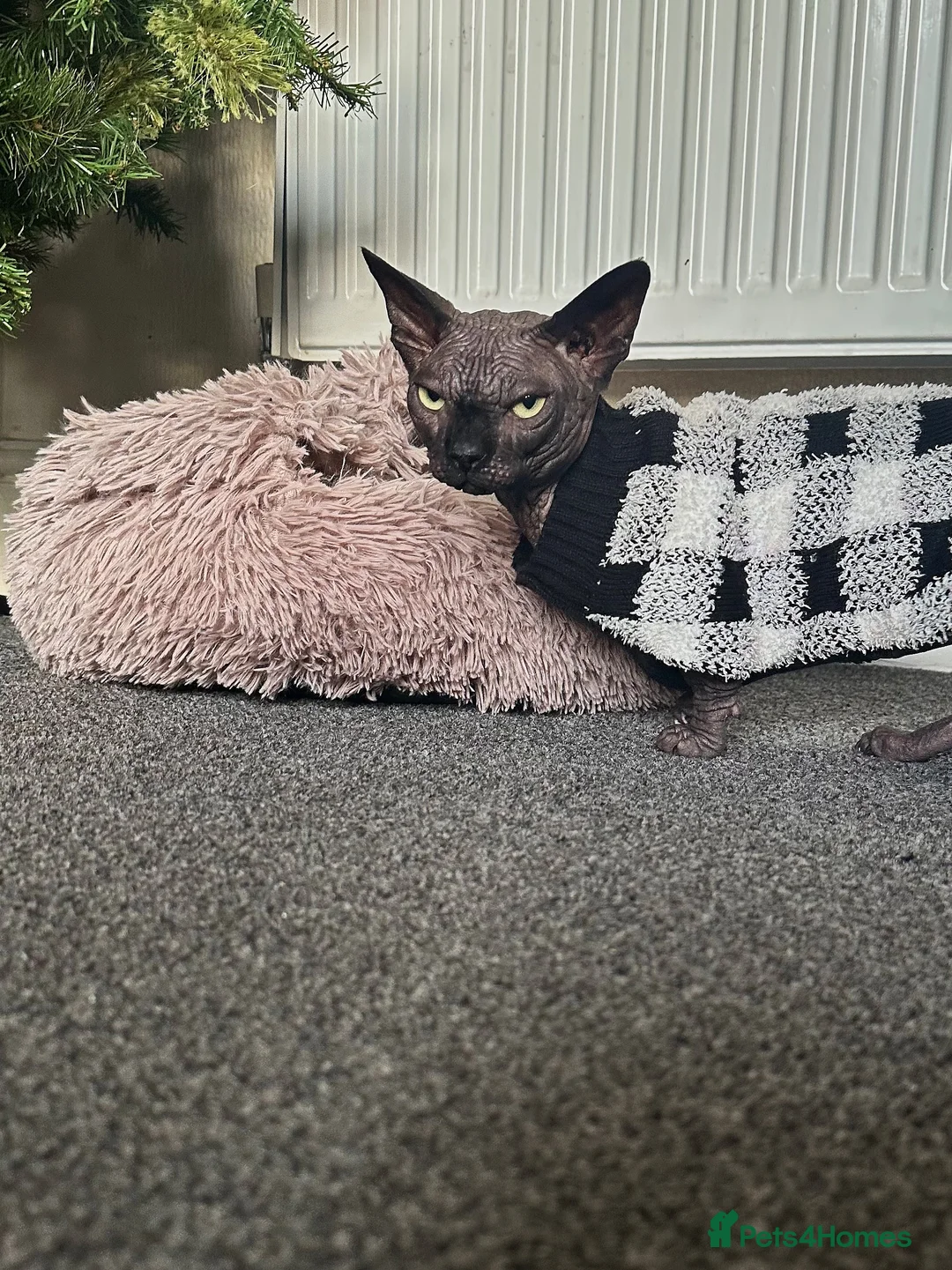 Sphynx cats for stud: Proven TICA reg Bambino Sphynx for stud  - Advert 5