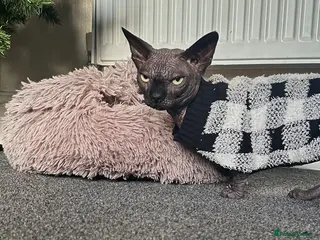 Sphynx cats Proven TICA reg Bambino Sphynx for stud in Southport - Advert 13