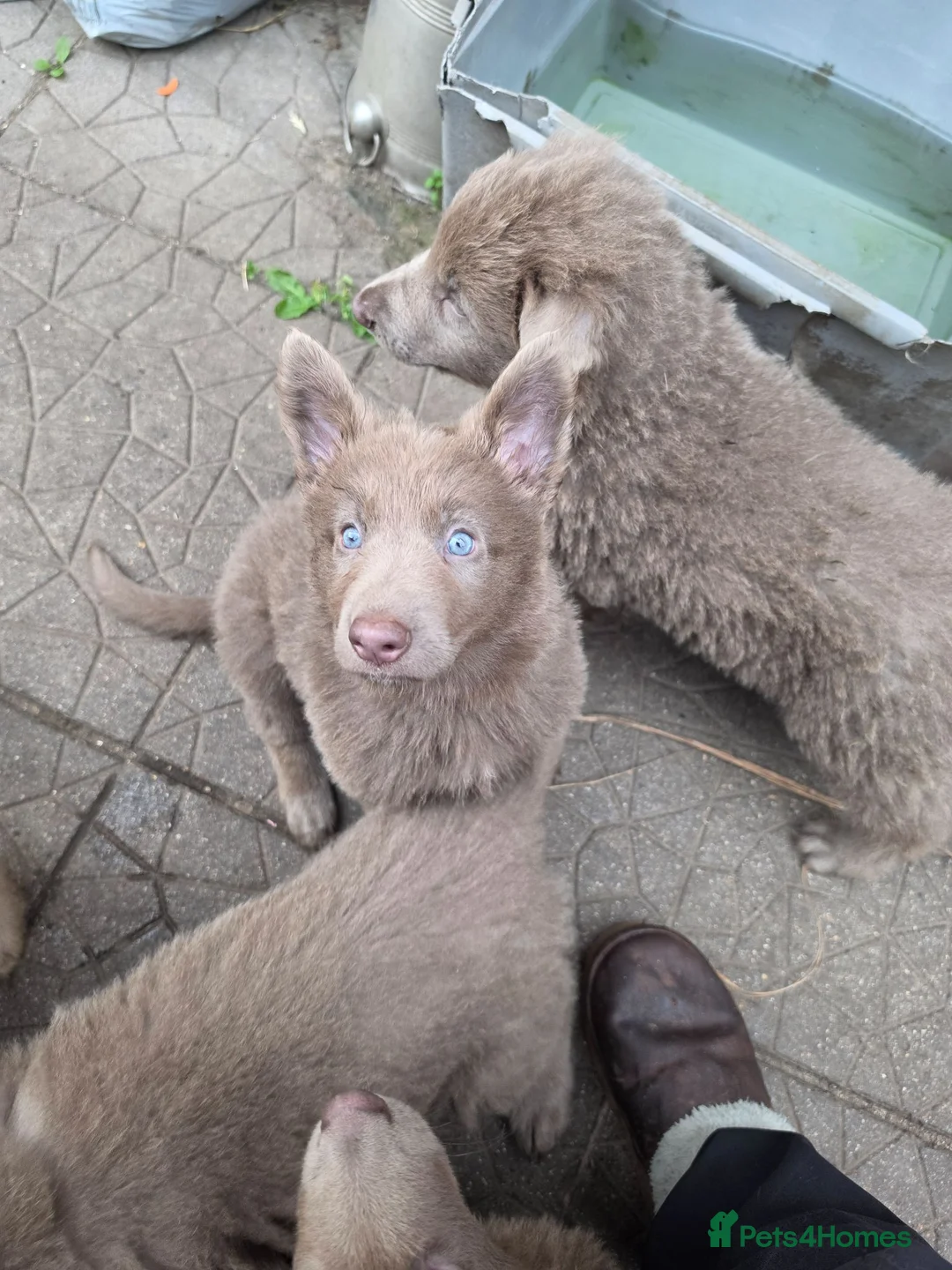 German Shepherd dogs for sale: German shepherd pups - Advert 2