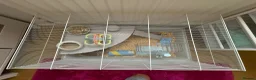 Hamster rodents for sale: Russian hamster  - Advert 4