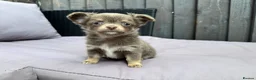 Chihuahua dogs for sale: **PRICE REDUCTION** 🐾🩶 READY TO GO LAST TINY BOY - Advert 30