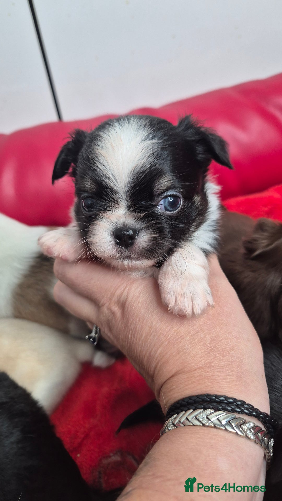 Chihuahua dogs for sale: KC registered Chihuahua puppies  - Advert 7