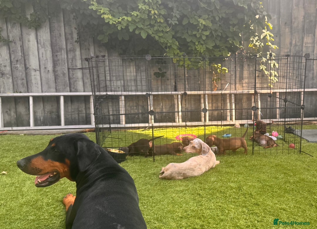 Miniature Dachshund dogs for sale: BEAUTIFUL MINI DACHSHUND PUPPIES  - Image 13
