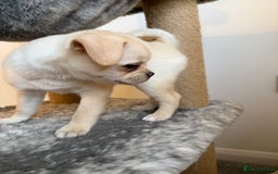 Pomeranian dogs for sale: Pug x Pomeranian mixed breed Puppies  - Advert 11