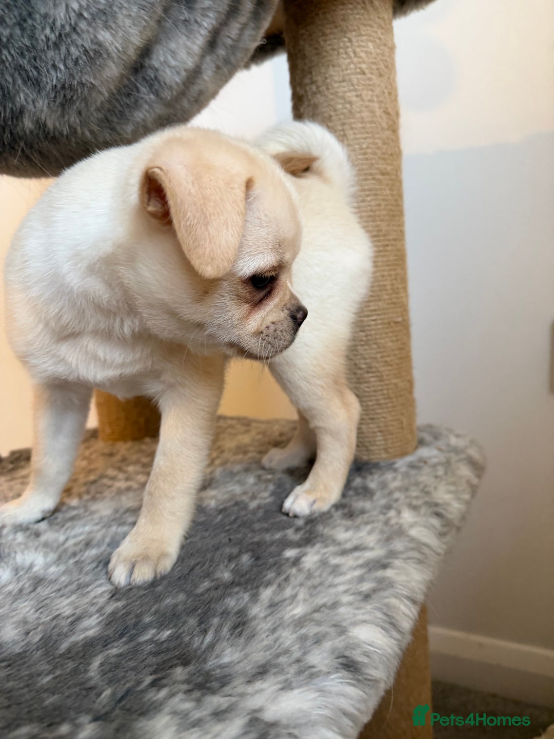 Pomeranian dogs for sale: Pug x Pomeranian mixed breed Puppies  - Advert 11