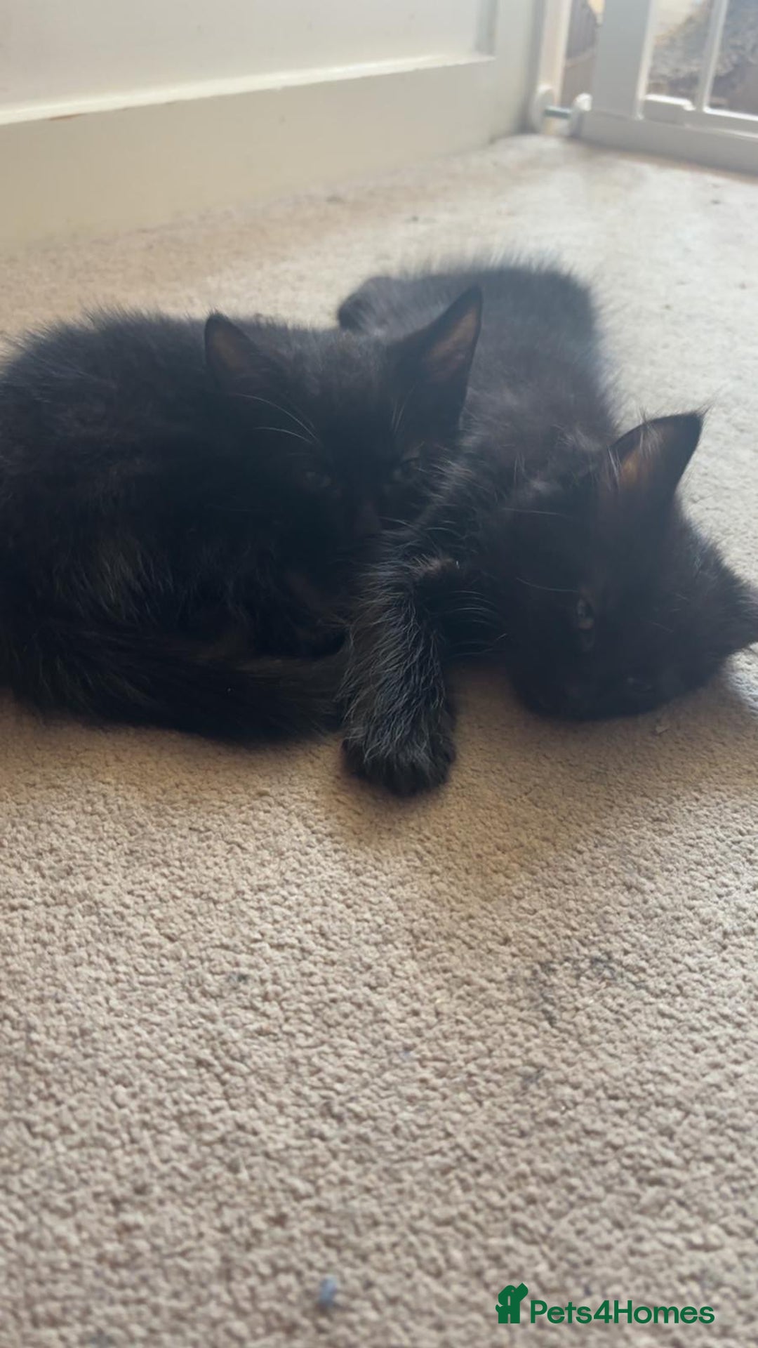 Mixed Breed cats for sale: black Siberian mixed  - Image 6