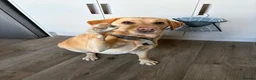 Labrador Retriever dogs for sale: Daisy the lab in Newport - Advert 3